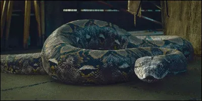 Quel est le nom de ce serpent ?