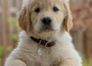 Quiz Le golden retriever