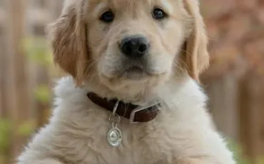 Quiz Chiens