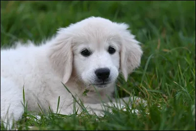 Le golden retriever aboie-t-il beaucoup ?