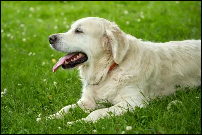 D&rsquo;o&ugrave; vient le golden retriever ?