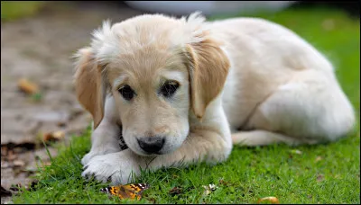 Vrai ou faux ? Le golden retriever est un bon chien de garde :
