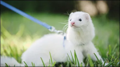 Si je vous parle d'un furet, &agrave; qui pensez-vous ?