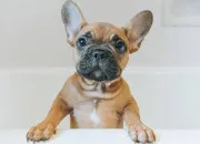 Test Quelle race de chien es-tu ?