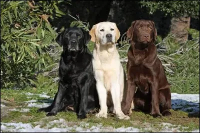 Quelle est ta couleur pr&eacute;f&eacute;r&eacute;e ? (2)