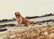 Quiz Vrai ou faux - spécial chiens