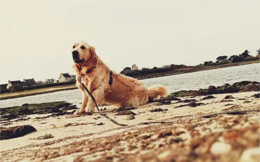 Quiz Chiens