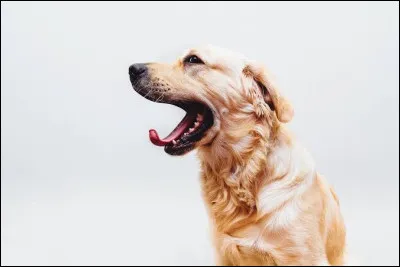 Un chien qui baille est syst&eacute;matiquement fatigu&eacute;.