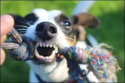 Les chiots perdent leurs dents de lait.