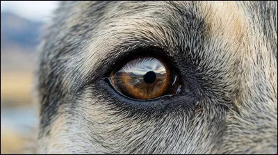 Les chiens voient en noir et blanc.