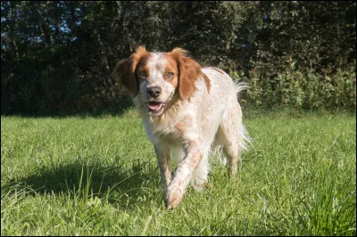 Le chien est un mammif&egrave;re.
