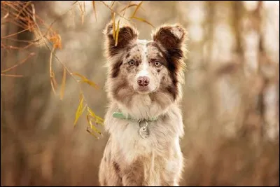 Les chiens peuvent avoir le hoquet :