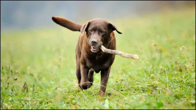 Remuer la queue signifie toujours qu'un chien est heureux :