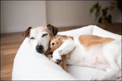 Les chiens r&ecirc;vent pendant leur sommeil.