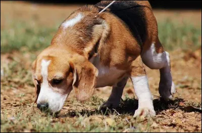 Les chiens peuvent sentir certaines maladies :