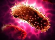 Quiz Sous microscope : la rage