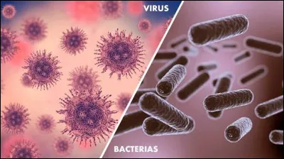 Tout d&rsquo;abord, la rage est-elle un virus ou une bact&eacute;rie ?