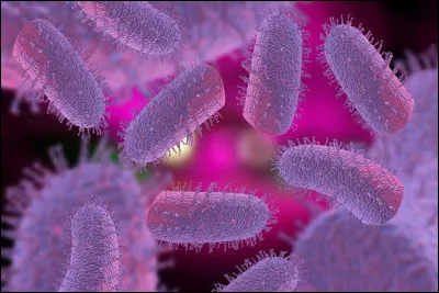 Quel est le nom scientifique du virus de la rage ?