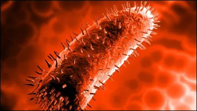 Comment le virus de la rage est-il transmis ?