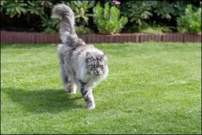 Le chat est omnivore.