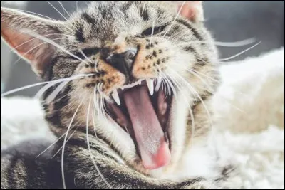 Le chat adulte poss&egrave;de trente dents.