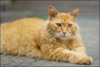 En &Eacute;gypte, les chats sont consid&eacute;r&eacute;s comme des dieux.