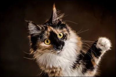 Les moustaches du chat sont des vibrisses.