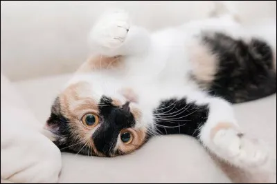 Au Japon, le chat est un porte-bonheur.