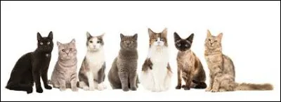 Il existe plus de 70 races de chats dans le monde.