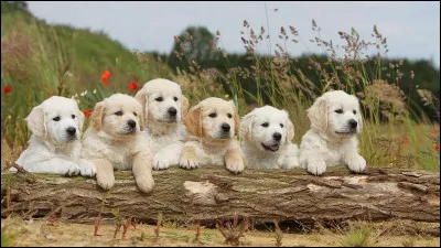 Quel chien aimerais-tu &ecirc;tre le temps d'une journ&eacute;e ?
