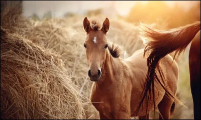 Aimant les chevaux : hippo ... qui est aussi un pr&eacute;nom.
