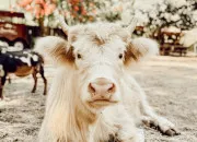 Quiz Qui suis-je ? Spécial animaux