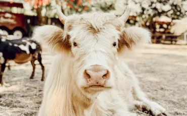 Quiz Animaux