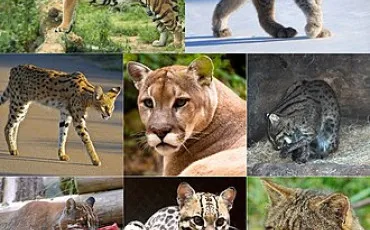 Quiz Felins