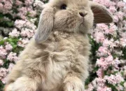 Quiz Les lapins