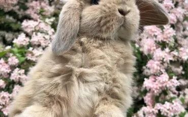 Quiz Lapins