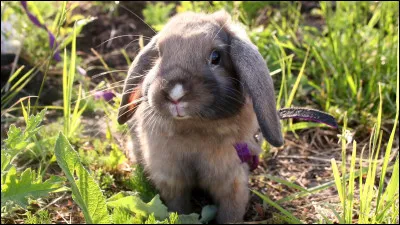 Cet animal est un lapin b&eacute;lier.