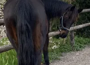 Quiz Quiz classique sur les chevaux