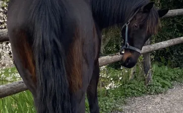 Quiz Chevaux