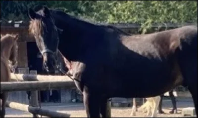 Comment appelle-t-on la femelle du cheval ?