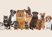 Quiz Les races de chiens préférées des français !