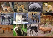 Quiz Les canins