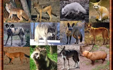 Quiz Chiens