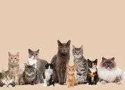 Quiz Les races de chats préférées des français