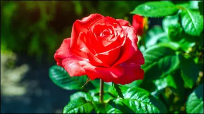 Qui a chant&eacute; &laquo;&nbsp;La Vie en rose&nbsp;&raquo; ?