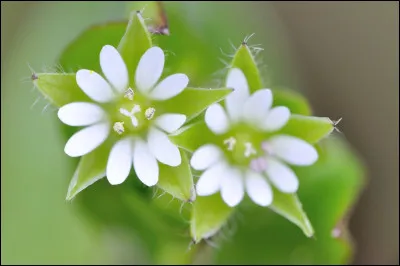 Sur une fleur, on retrouve les s&eacute;pales. Quel nom donne-t-on &agrave; leur ensemble ?
