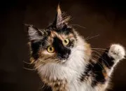 Quiz ~ Quiz culture générale sur les chats ~