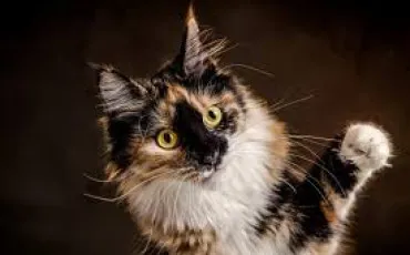 Quiz Animaux