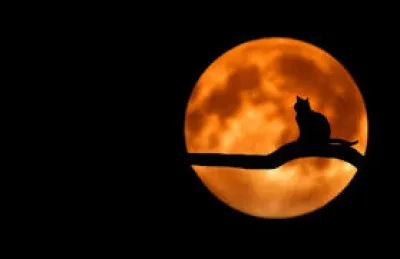 De combien d'os est compos&eacute; le squelette du chat ?