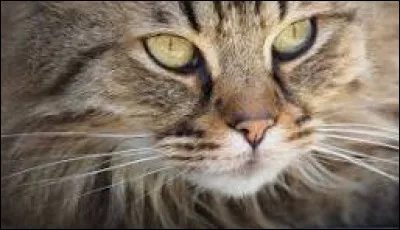 &Agrave; quoi servent les vibrisses d'un chat ?